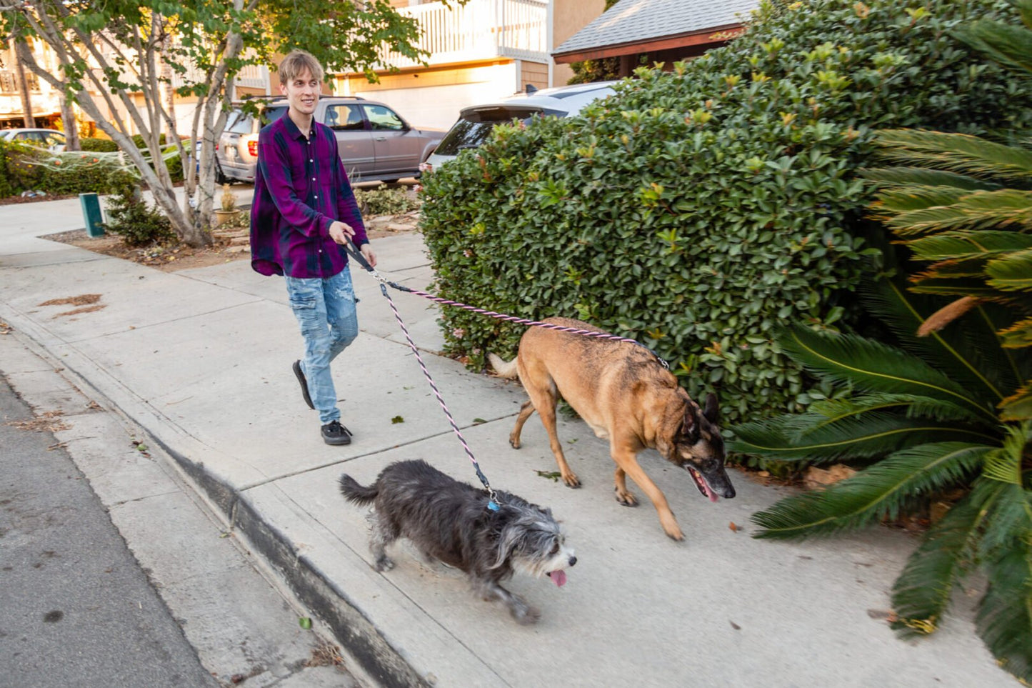🔥Last Day: 50% OFF!🔥🐕Double Bungee Leash - 1st step training tool